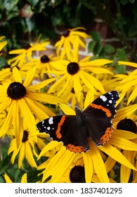 Butterfly On Black Eyed Susan