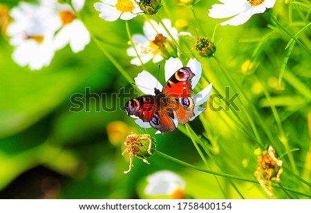 Butterfly on blossom flower in green nature
