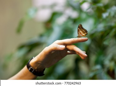 Butterfly on a branch