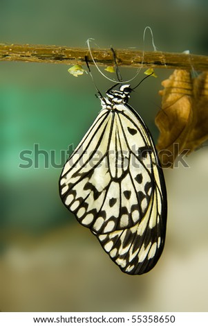 Similar – baumnymphe Schmetterling