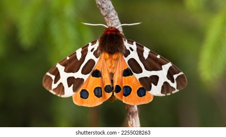 butterfly on a branch - garden great tiger moth Arctia caja