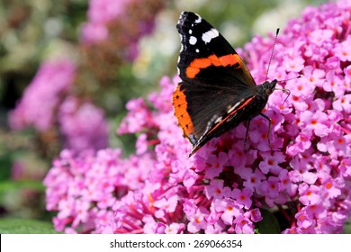 Butterfly On A Butterfly Bush
