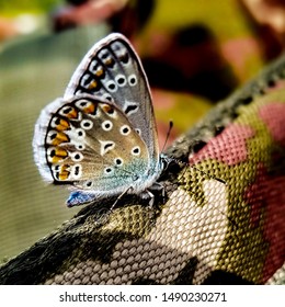 Butterfly On The Camo Backpack