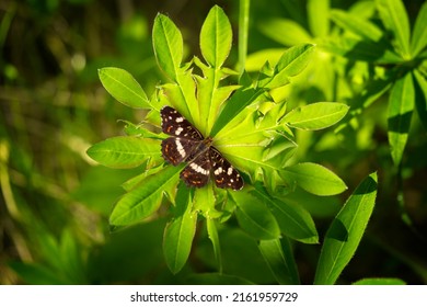 Butterfly On A Carved Lupine Leaf. Butterfly Effect And The Concept Of Changing Our Environment Affects Everything.