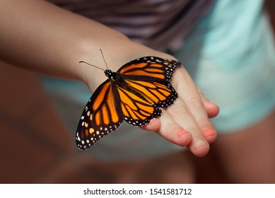Butterfly On A Child Hand. Beautiful Insect Monarch 
