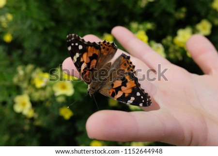 Butterfly on child's hand