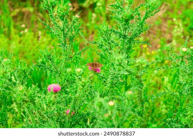 Butterfly on a daisy. natural background with butterfly and bee.
Wildflowers on a green meadow. on a sunny day.the flower is blooming. dandelion seed. macro. close-up. Landscape Spring. summer. - Powered by Shutterstock