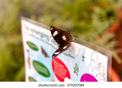 Butterfly On The Endangered Species Sign