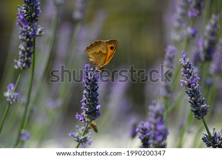 Similar – Ox-eye daisy on flowering lavender