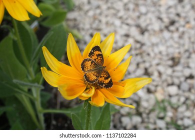 Butterfly on Flower 