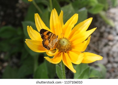 Butterfly on Flower 