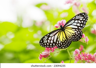 butterfly on a flower - Powered by Shutterstock