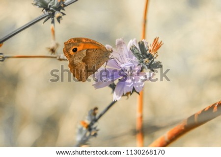 Similar – Ox-eye daisy on flowering lavender