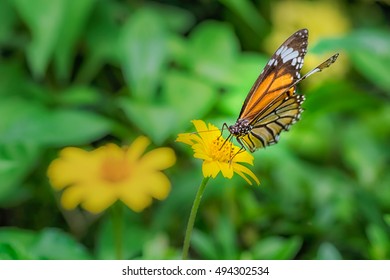 Butterfly on flower close up. Common tiger butterfly. - Shutterstock ID 494302534