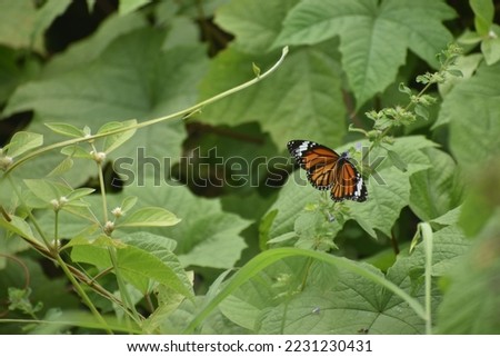 butterfly on a flower. Field with wildflowers in sunny summer day