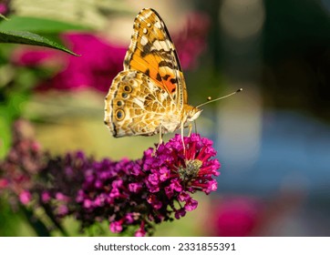 butterfly on flower in the garden