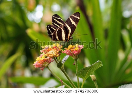 Butterfly on flower as a maco photo with soft background