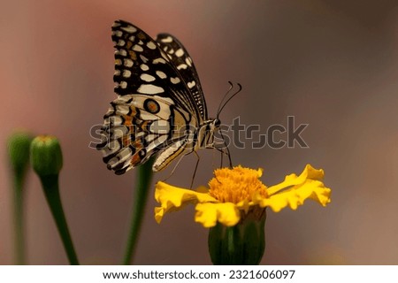 butterfly on the flower, Papilio demoleus is a common and widespread swallowtail butterfly. The butterfly is also known as the lime butterfly