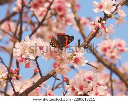 Butterfly on a flower of the pink cherry blossoms. Pink flowers bloom in the trees.  Blooming sakura tree. Beautiful blooming garden on a sunny day.
