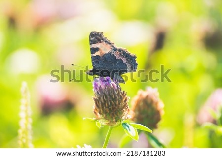 A butterfly on a flower of the red clover (Trifolium pratense). A butterfly on a wild clover flower in green grass. Wild nature and floodplain meadows