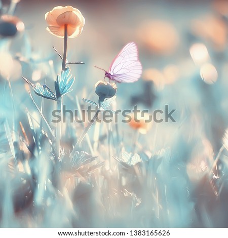 butterfly on a flower spring or summer background / nature flowers abstract summer warm toning