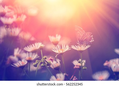 Butterfly on flower in sunset