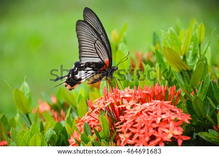 butterfly on flower(Great Mormon,Papilio memnon agenor Linnaeus)