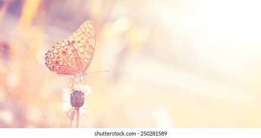 butterfly on flowers in the garden with vintage color tone 