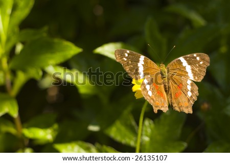 butterfly on foliage