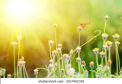 Butterfly on green grass field with flowers