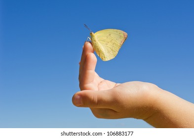 butterfly on hand