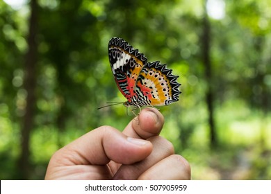 Real Butterfly Images Stock Photos Vectors Shutterstock