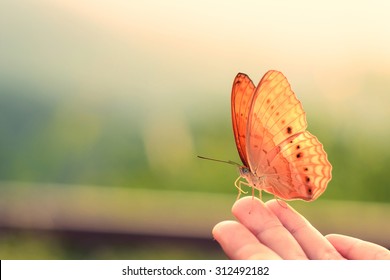Butterfly on hand in jungle the beauty of nature