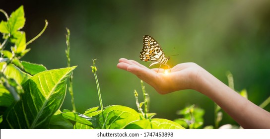 A butterfly on hand. Wildlife in nature or environment day concept. Earth day campaign protecting from global warming.Management for sustainable