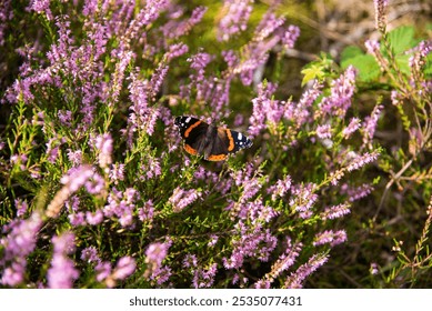 butterfly on a heather flower - Powered by Shutterstock