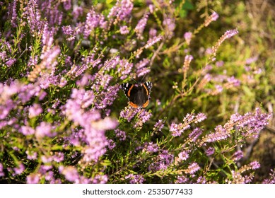 butterfly on a heather flower - Powered by Shutterstock