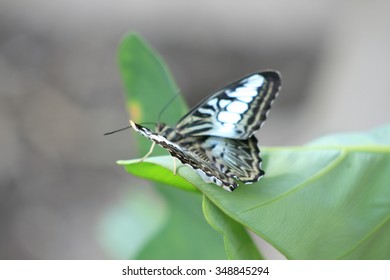 Butterfly on a leaf
