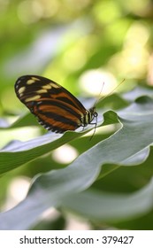 Butterfly on leaf