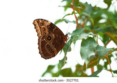 Butterfly on leaf close up