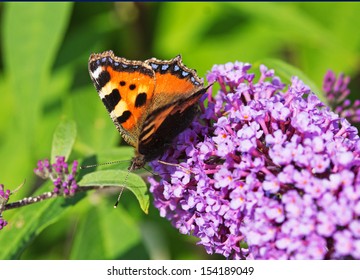 A butterfly on a lilac buddlia flower