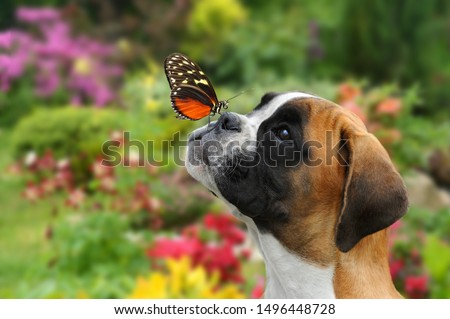 A butterfly on the nose of a young German boxer 