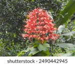 Butterfly on Pagoda flower, Clerodendrum paniculatum. It is native to Bangladesh like other tropical countries as Taiwan, Indochina, Sri Lanka, Andaman, Nicobar Islands, Borneo, Sumatra, Philippines.