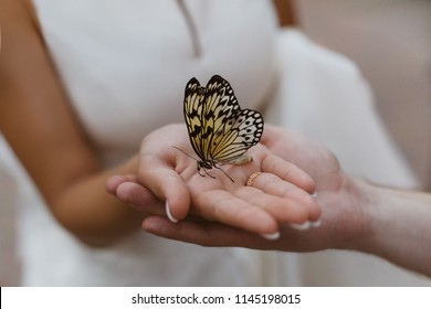 butterfly on the palm of wedding couple.
hand in hand in wedding day.
the newlyweds gently holds hands. bright yellow butterfly sitting on woman hands