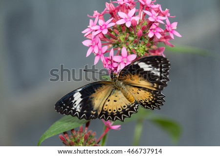 Butterfly on a pink flower at Brookside Gardens, Wheaton, Maryland