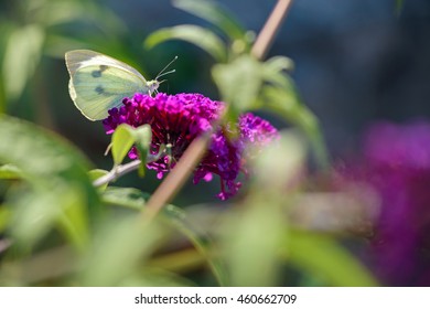 Butterfly On Pink Orange Eye Butterflybush  Flower  