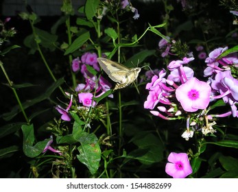 Butterfly On Pink Phlox Flowers In Night Garden