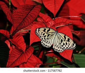 Butterfly on Poinsettia