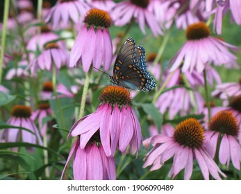 Butterfly On Purple Cone Flower In Garden