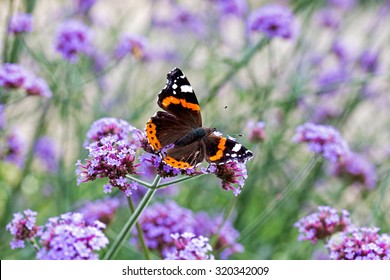 Butterfly On Purple Flowers In The Sunlight