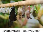 Butterfly on stick taking care of cacoons